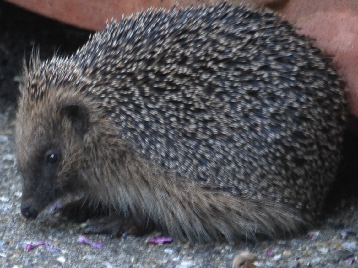 hedgehogpinkpot