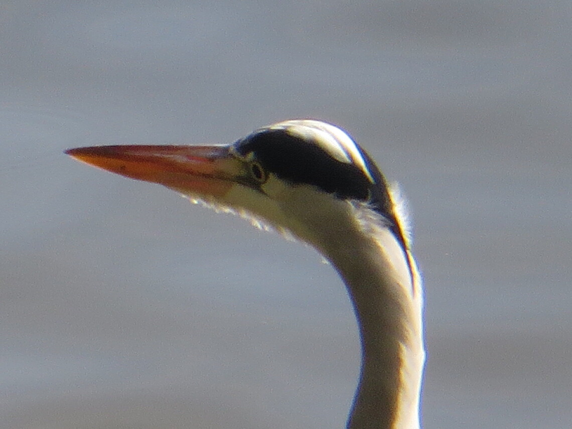 heron