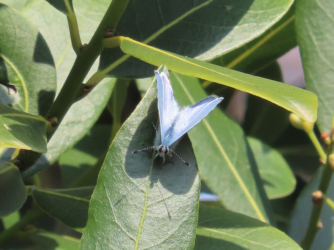 holly blue