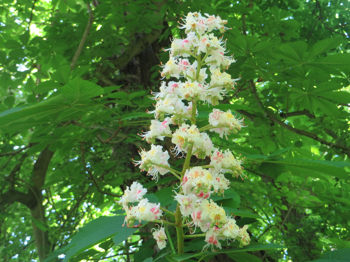 horse chestnut flower