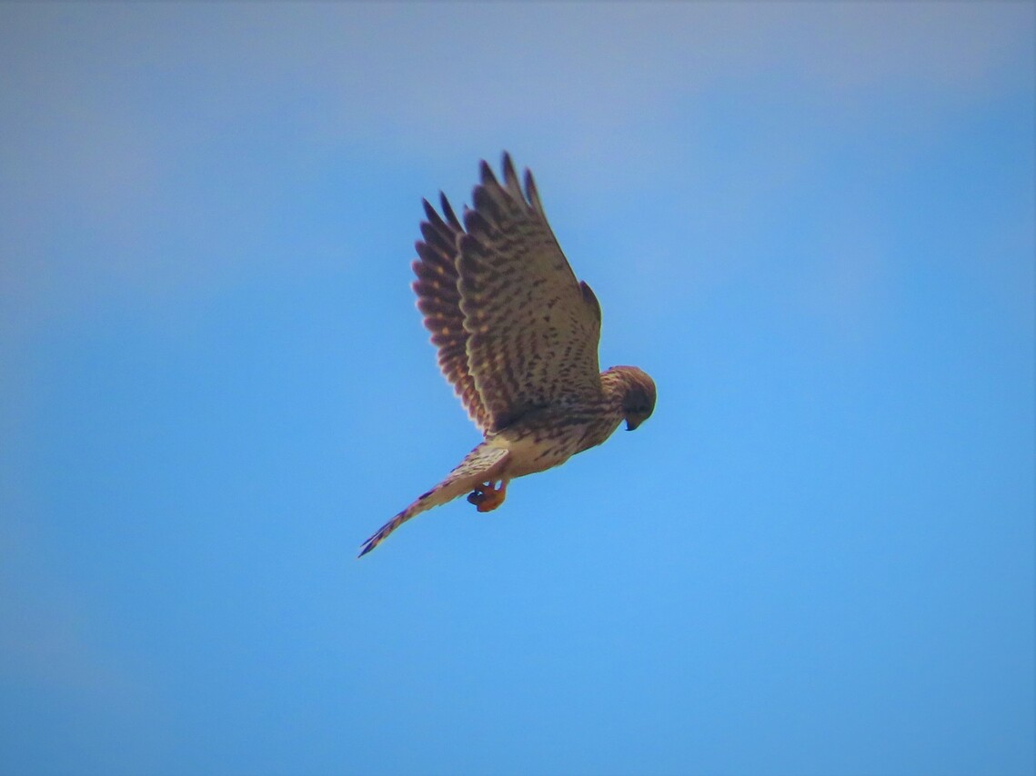 kestrel