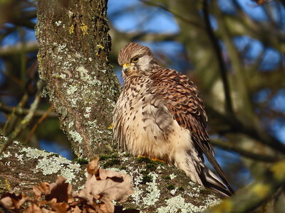 kestrel