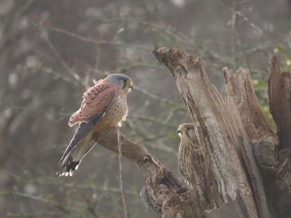 kestrels2