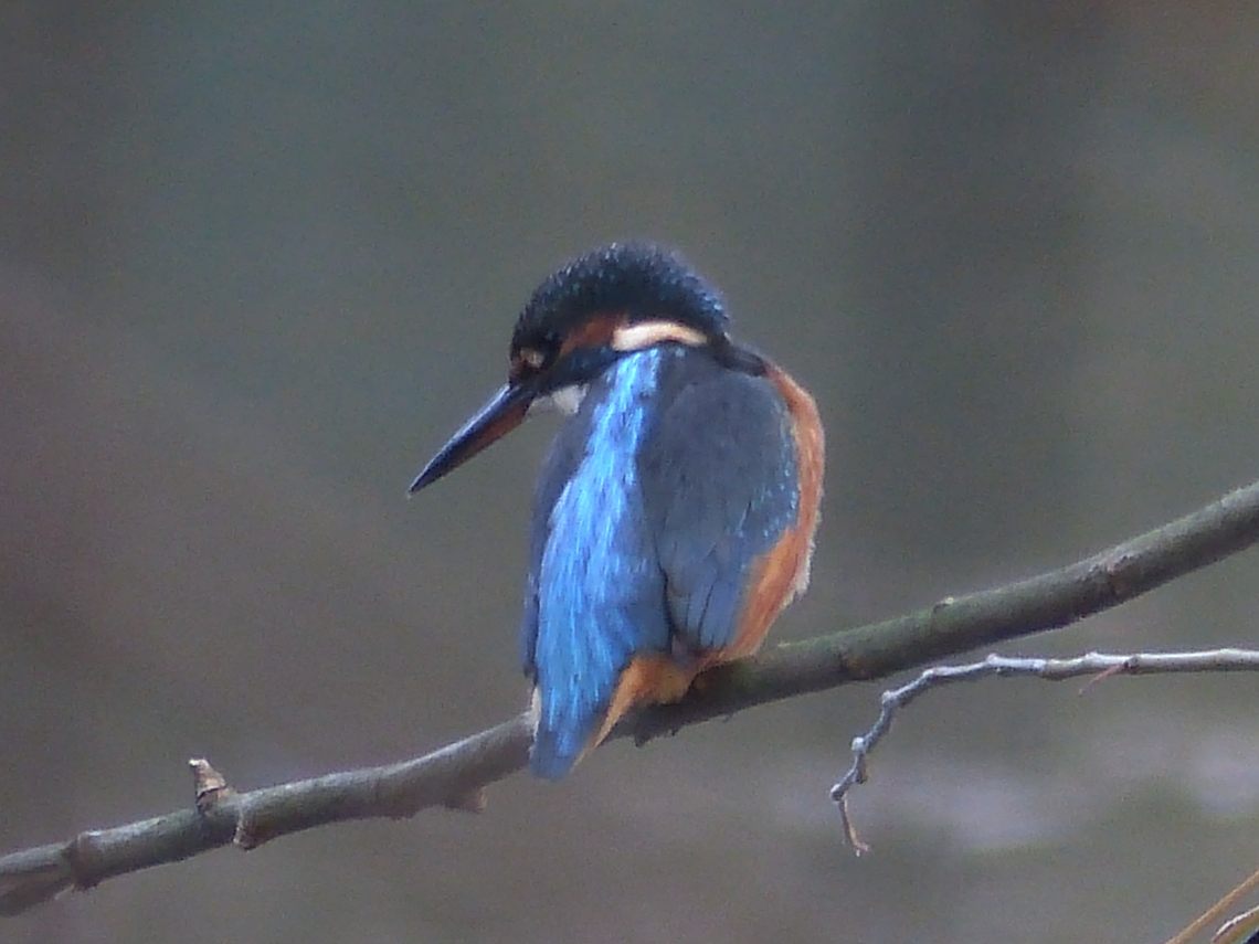 kingfisher