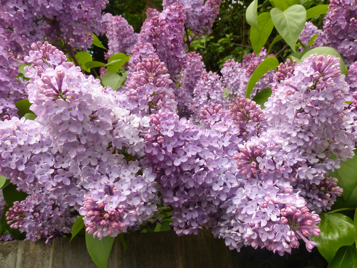 lilac flowers