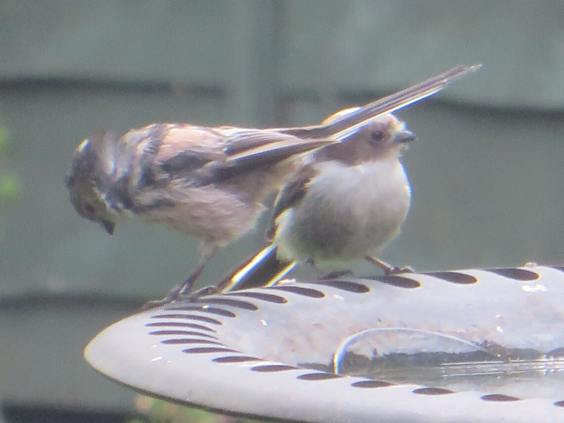 longtail tit mum and babe