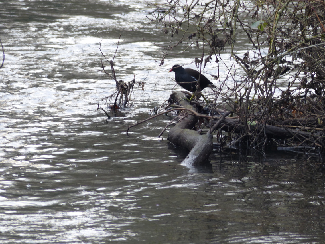 moorhen on river crane