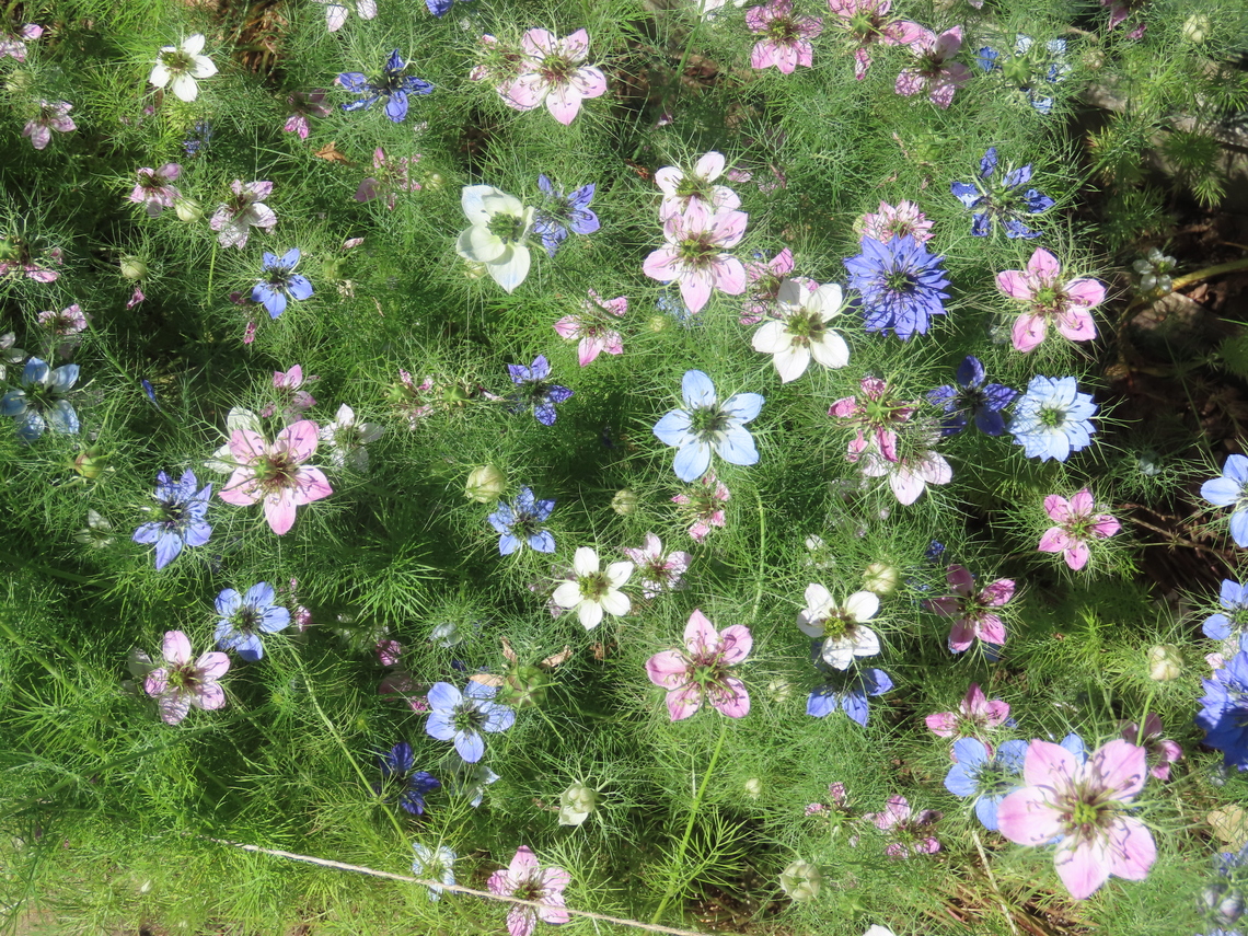 love in a mist colours