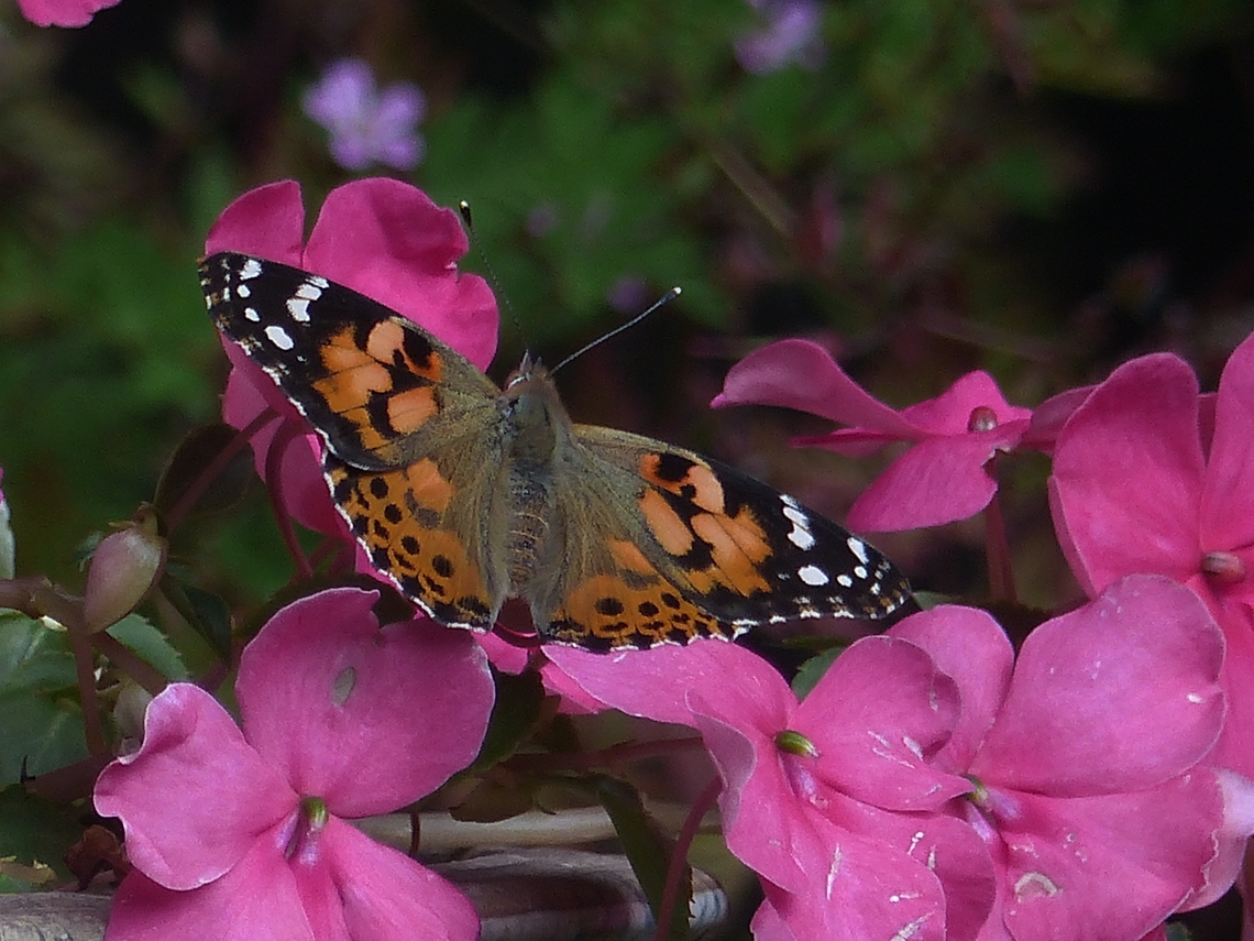 paintedlady