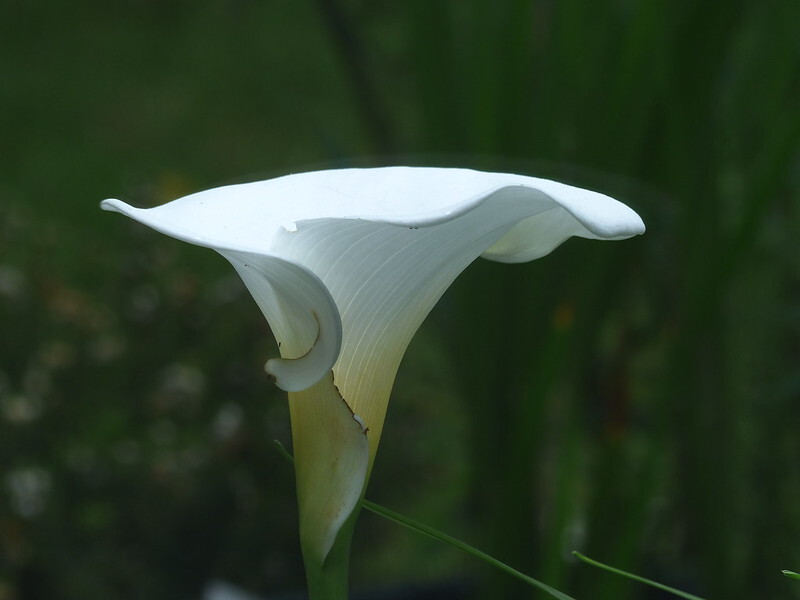 peace lily