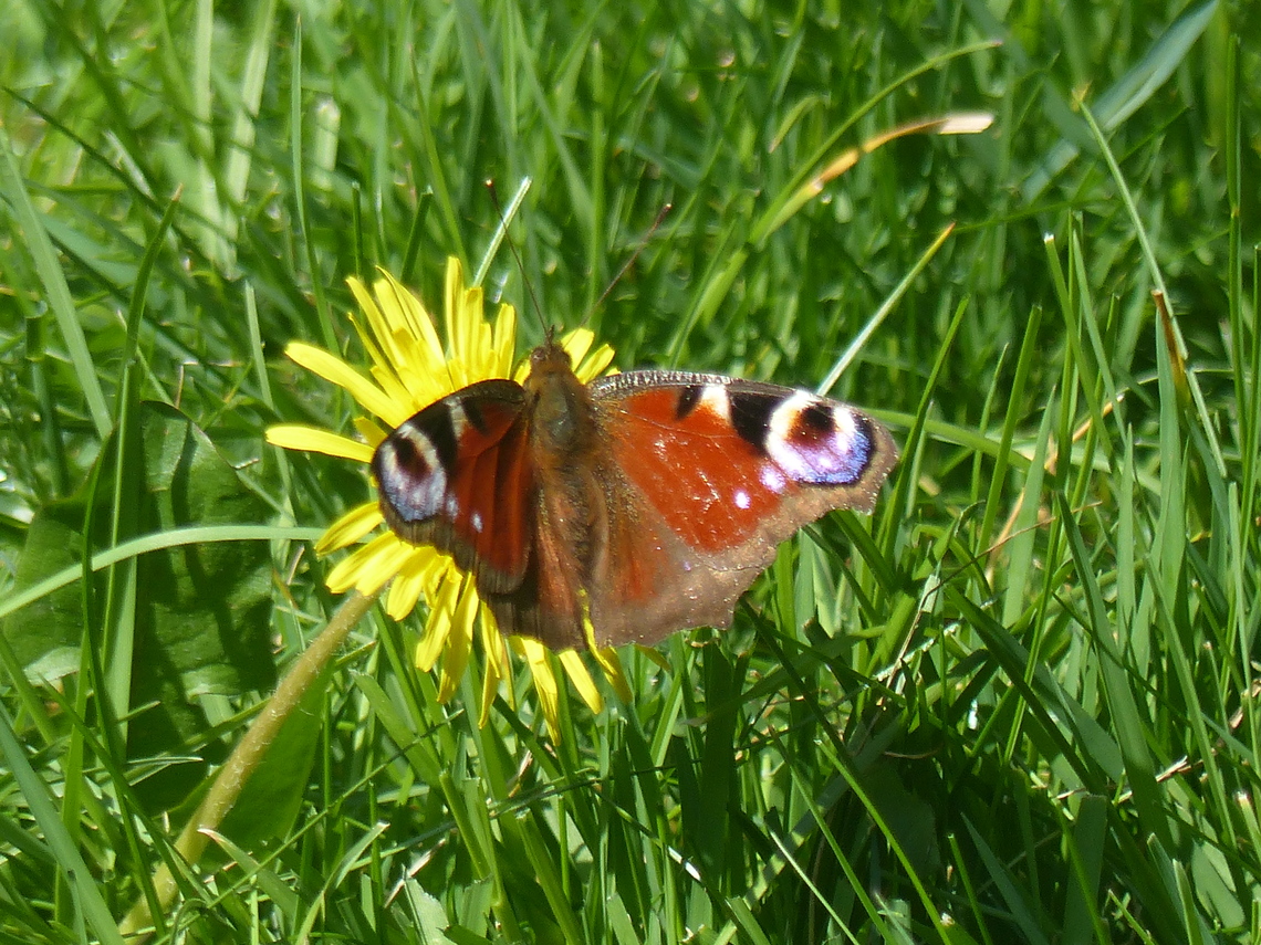 Peacock butterfly on Dandelion