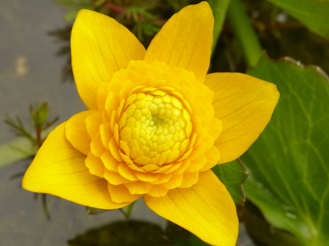pond marigold