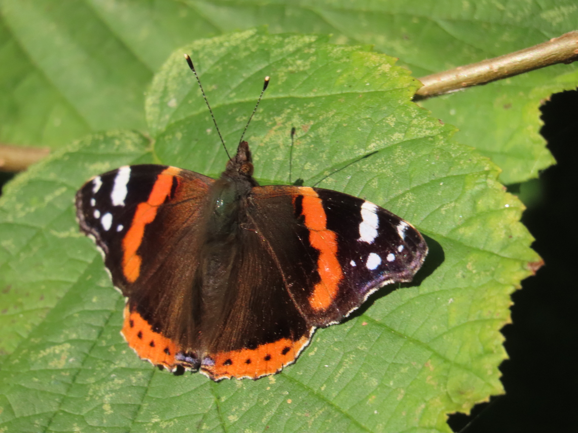 red admiral
