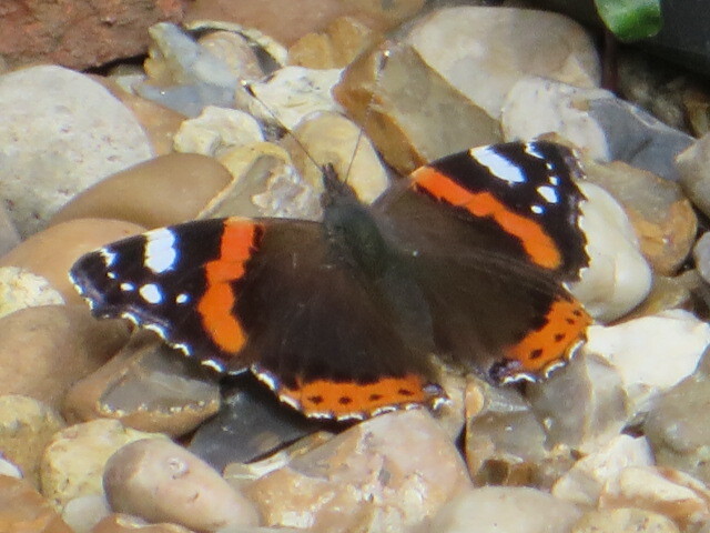 red admiral stone
