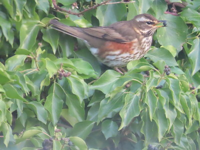 redwing berry
