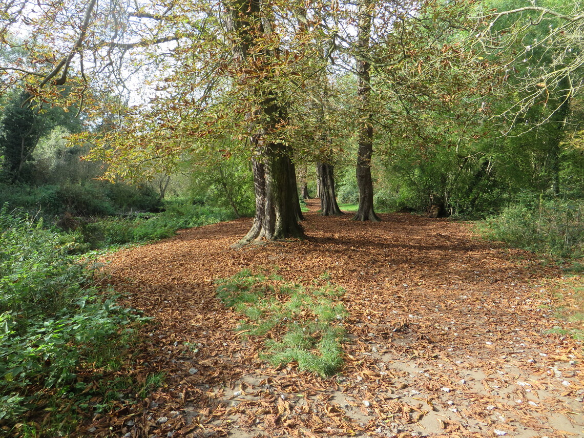 woods near shot tower