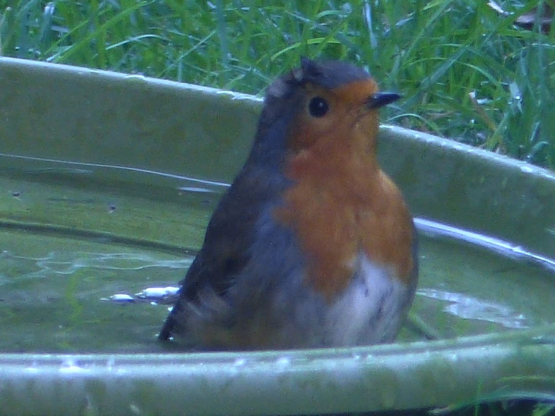 robin
