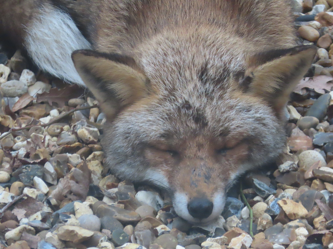 sleep fox