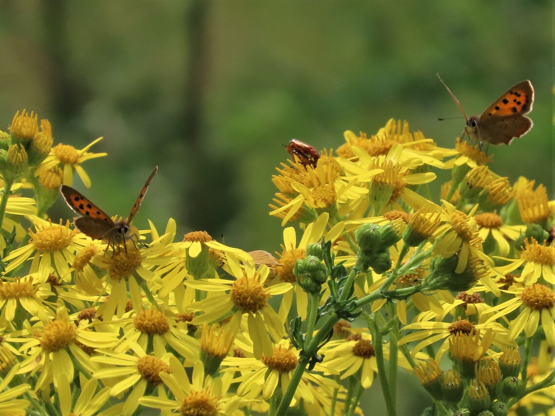 small copper