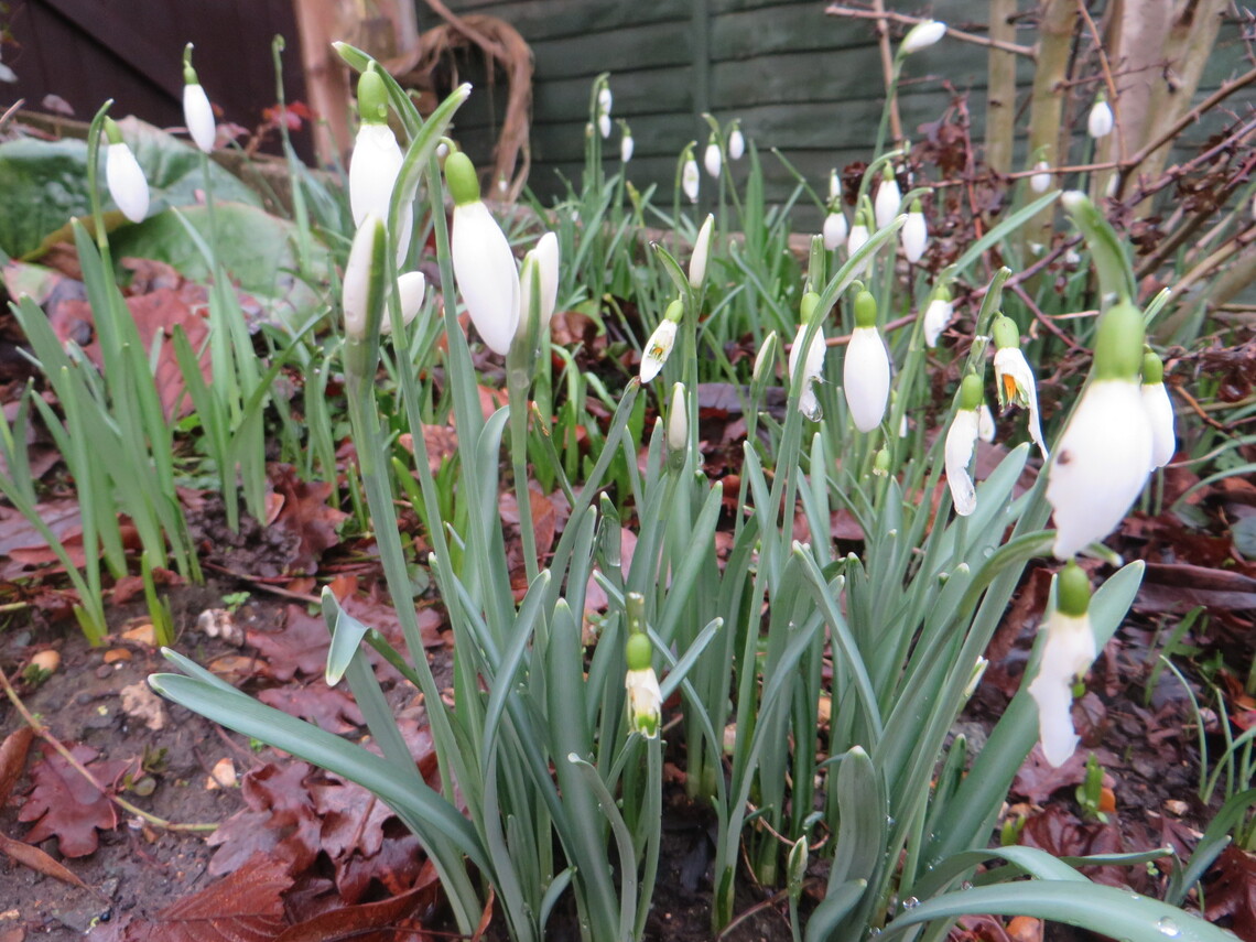 snowdrops