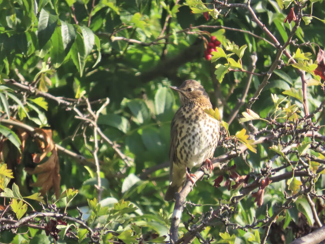 songthrush