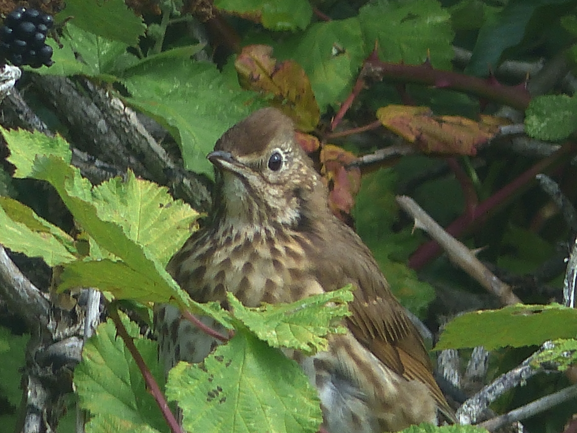 songthrushprotectedhedge