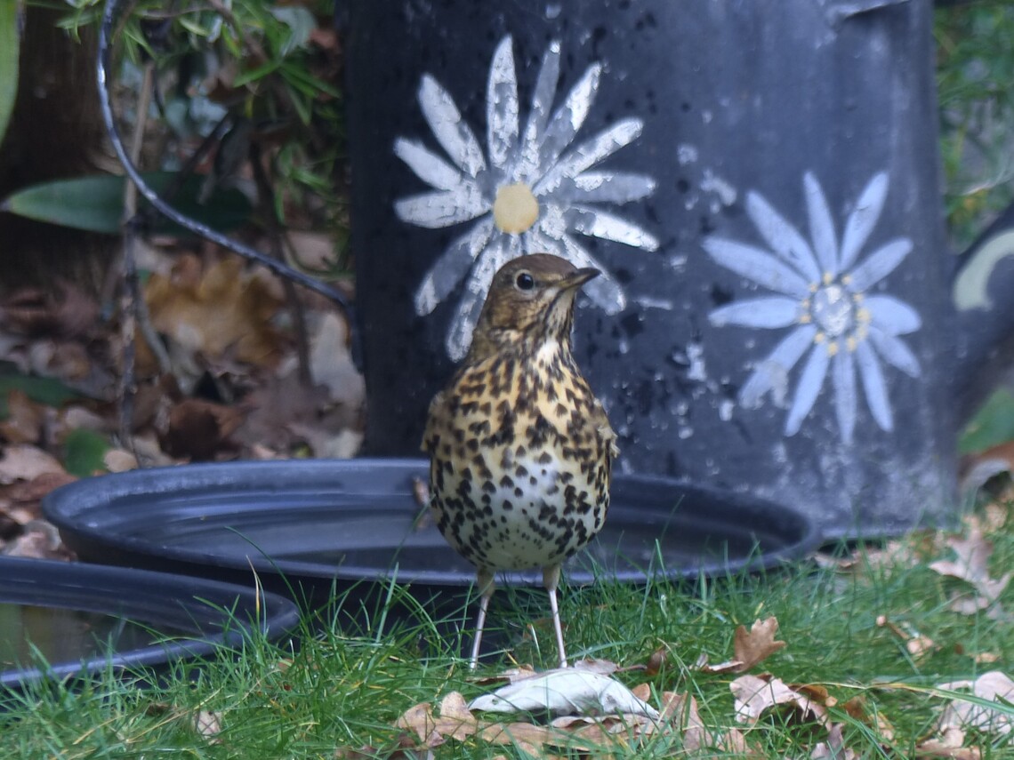Songthrush