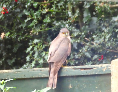 sparrowhawk