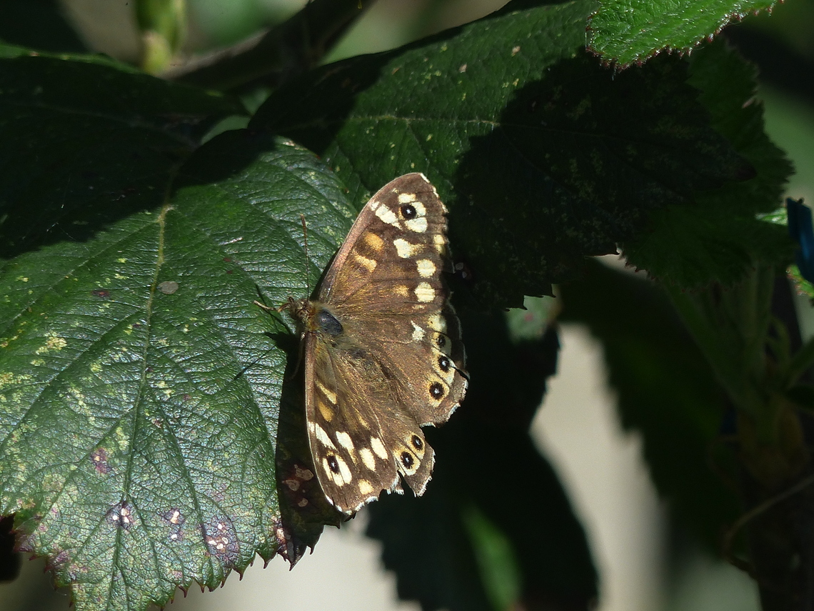 speckled wood