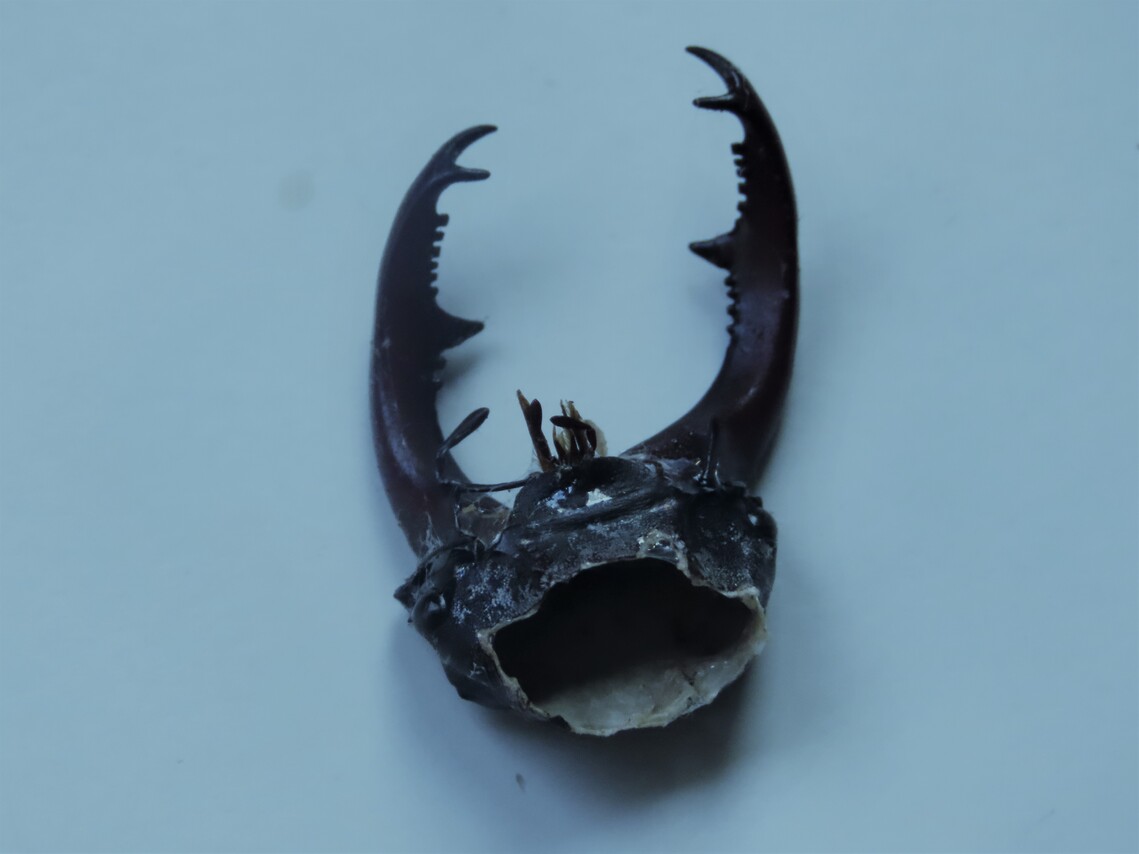stag beetle skeleton