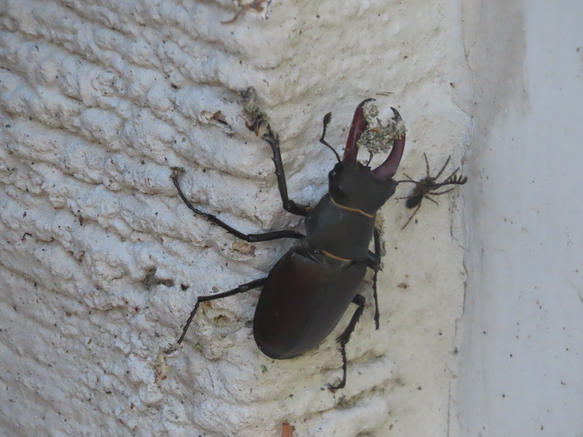 stag beetle