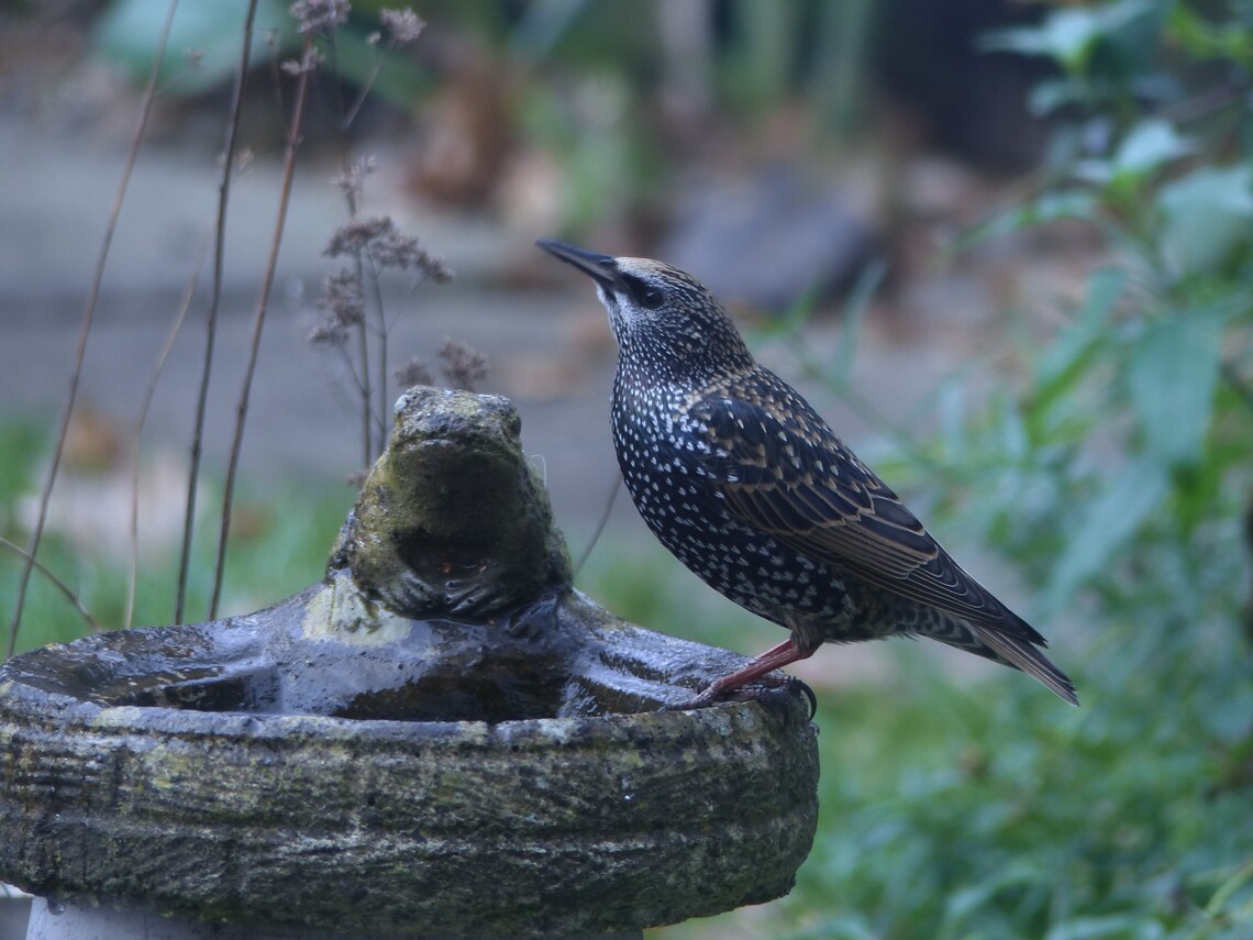 starling