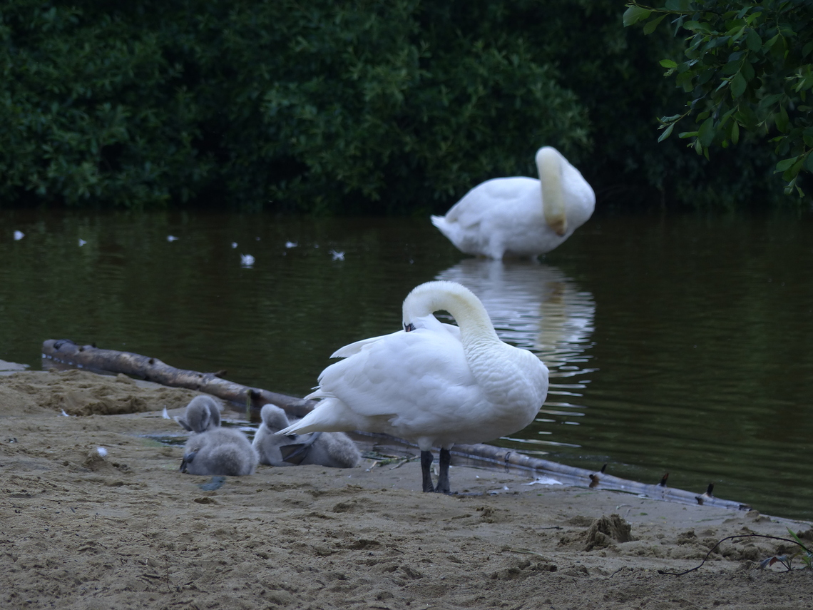 swantwobabies