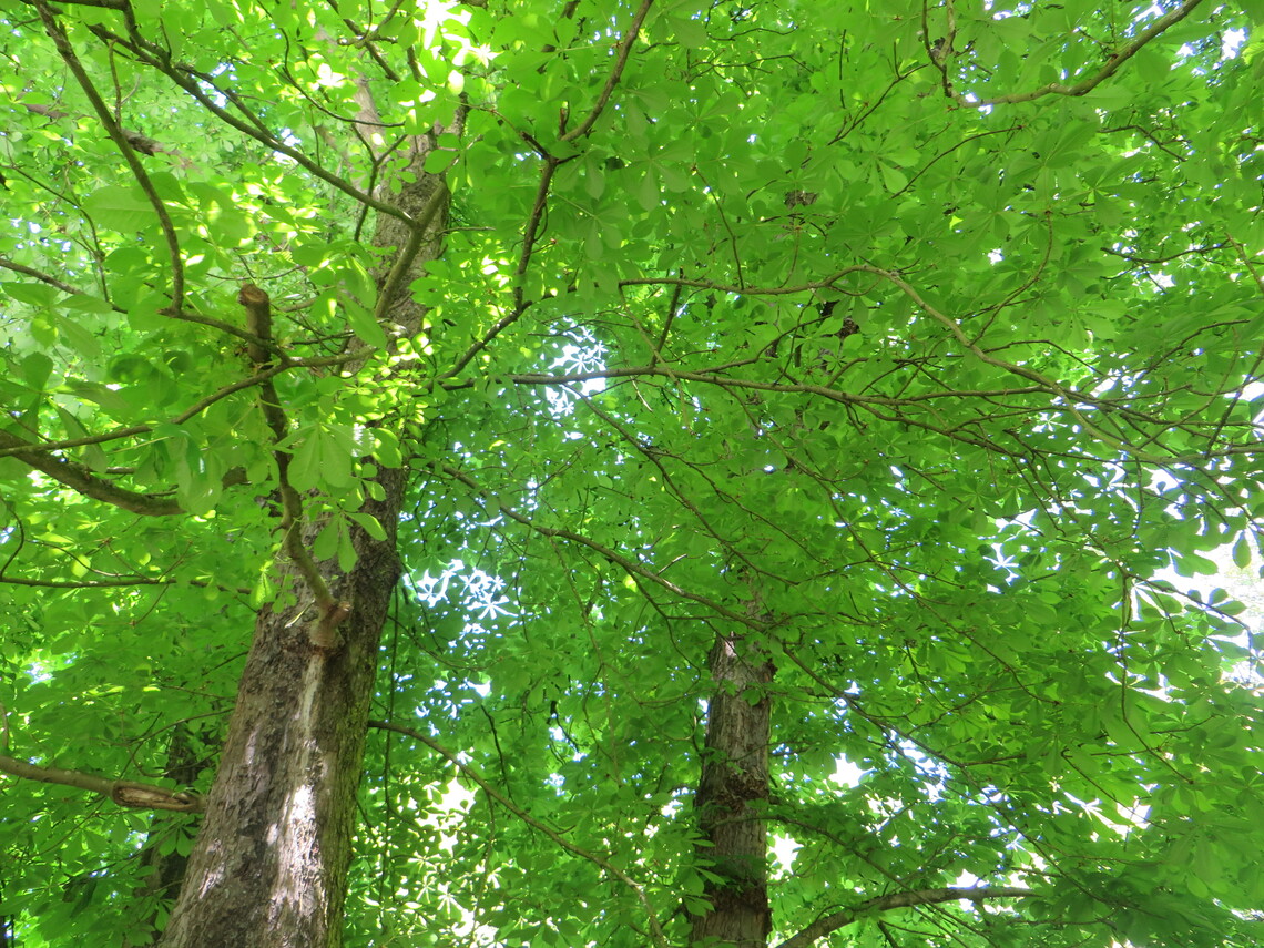 tree canopy