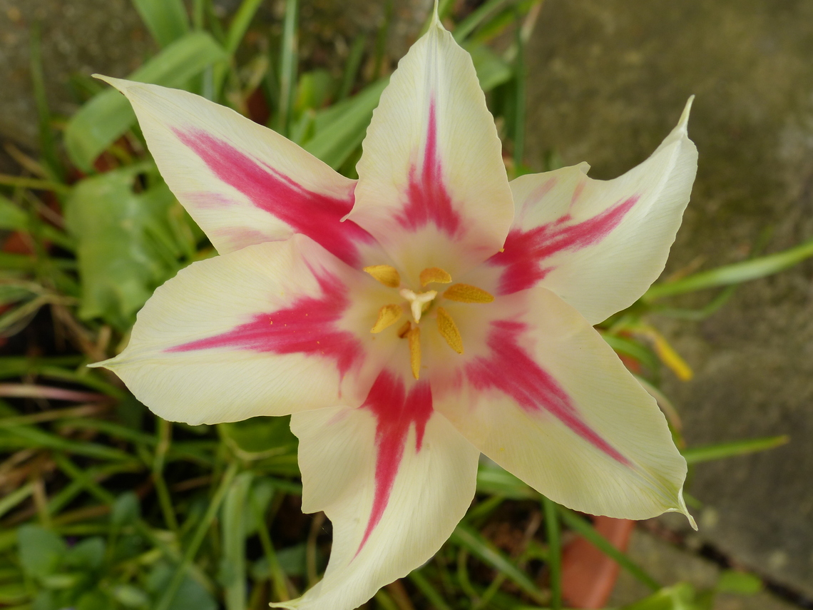 tulip opens in the sun