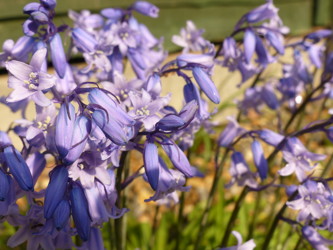 Bluebells
