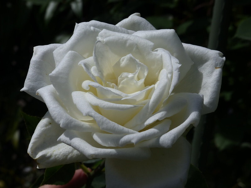 white rose