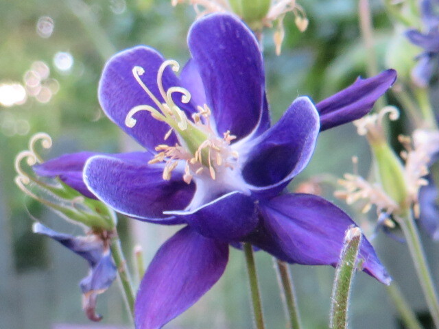 wild columbine