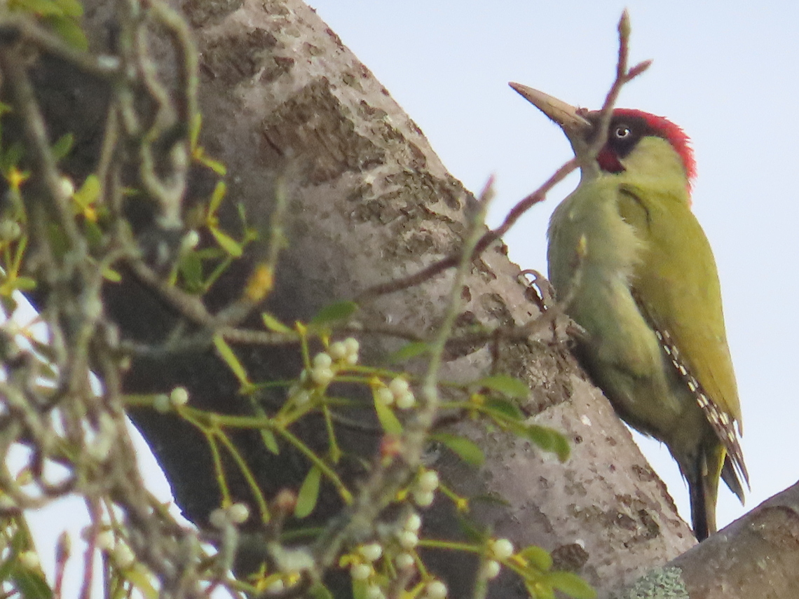 greenwoodpecker