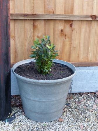 Bay Tree pot