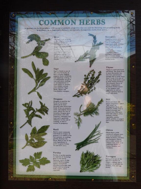 index of herb types
