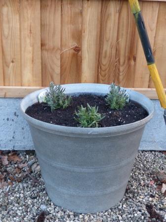 Lavender pot