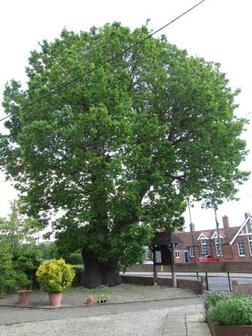 Oak Tree
