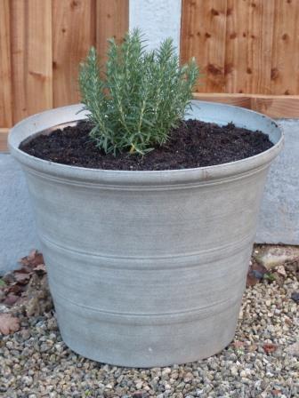 Rosemary pot