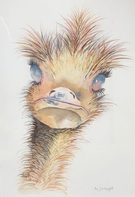 Watercolour painting of an ostrich's head by Diane Lloyd