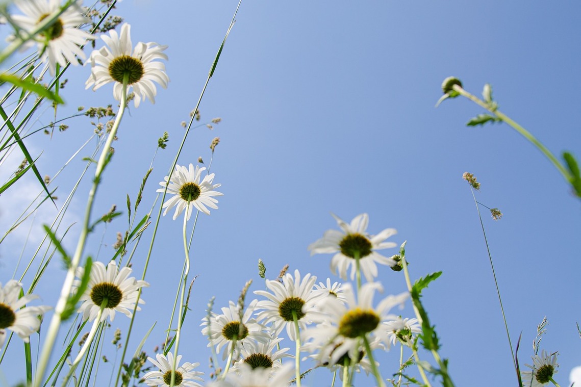 Daisies