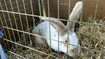 2018 Scoriton Flower Show Rabbit