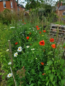 Wildflowers