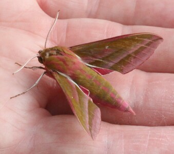 Elephant Hawkmoth