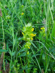 Yellow rattle